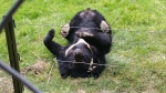Beren bij Wildpark Anholter Schweiz